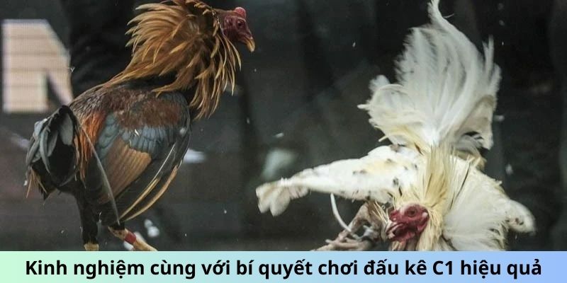 Kinh nghiệm cùng với bí quyết chơi đấu kê C1 hiệu quả