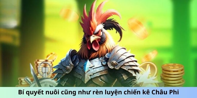 Bí quyết nuôi cũng như rèn luyện chiến kê Châu Phi