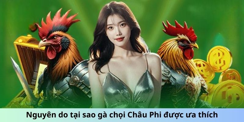 Nguyên do tại sao gà chọi Châu Phi được ưa thích