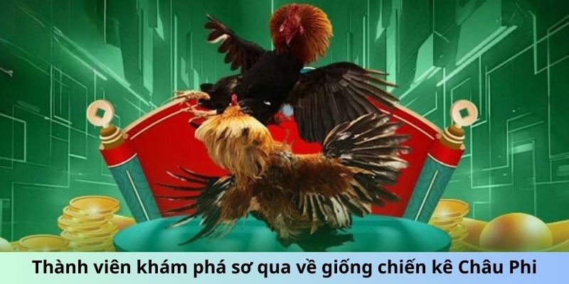 Thành viên khám phá sơ qua về giống chiến kê Châu Phi