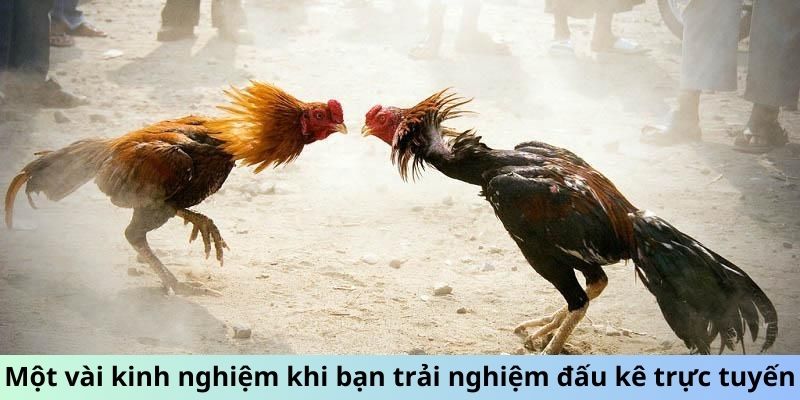 Một vài kinh nghiệm khi bạn trải nghiệm đấu kê trực tuyến