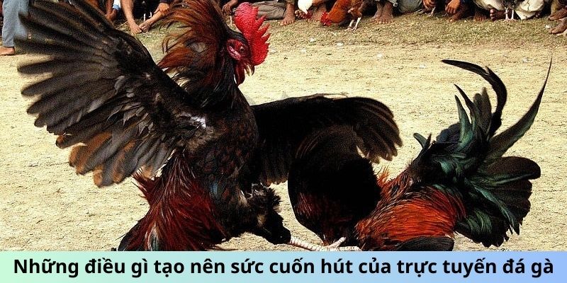 Những điều gì tạo nên sức cuốn hút của trực tuyến đá gà