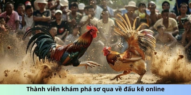 Thành viên khám phá sơ qua về đấu kê online