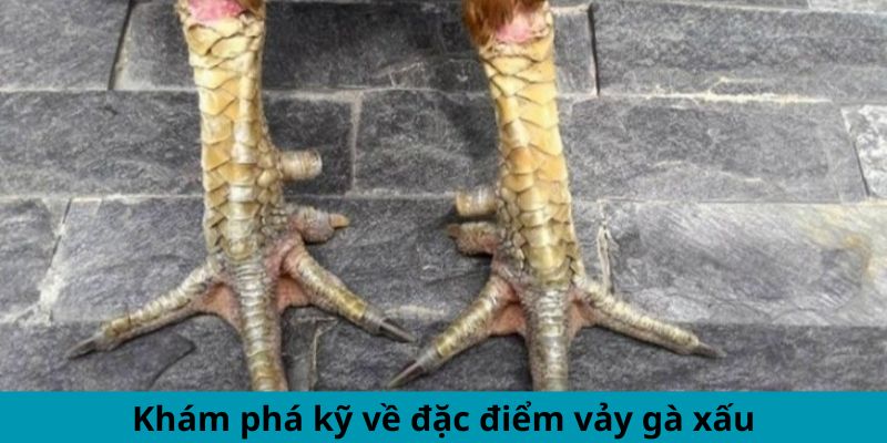 Khám phá kỹ về đặc điểm vảy gà xấu