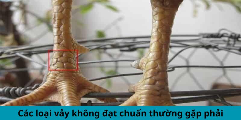 Các loại vảy không đạt chuẩn thường gặp phải