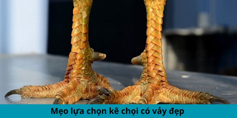 Mẹo lựa chọn kê chọi có vảy đẹp