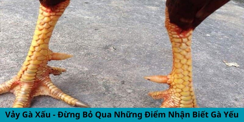 Vảy Gà Xấu - Đừng Bỏ Qua Những Điểm Nhận Biết Gà Yếu